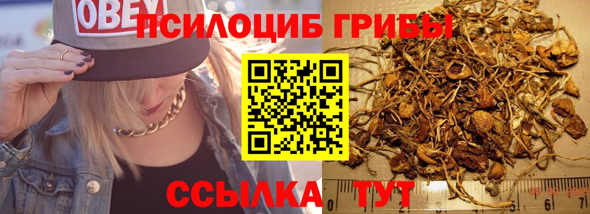 Псилоцибиновые грибы прущие грибы  Вход с VPN  Вольск  Псилоцибиновые грибы прущие грибы 